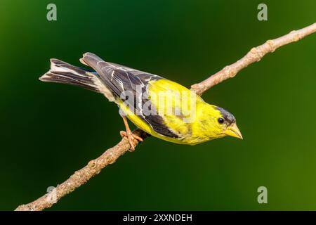 American Goldfinch, arroccato sulla filiale Foto Stock