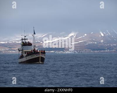 Husavik, Islanda - 12 maggio 2024: Una nave turistica piena di persone naviga in acque aperte, mostrando lo sfondo panoramico di colline innevate e ru Foto Stock