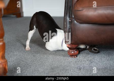 Il cane Boston Terrier sta cercando un giocattolo da masticare sotto un divano in pelle. La sua schiena e' arcuata con la sua parte posteriore in aria. La sua gamba posteriore e' dritta con lei Foto Stock
