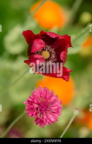 Splendidi fiori nel giardino estivo Foto Stock