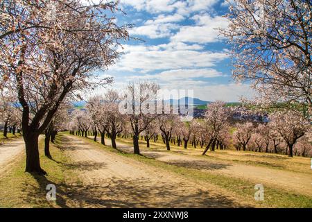 Frutteto di mandorle, vista primaverile di un frutteto di mandorle rosa in fiore vicino a Hustopece, Moravia meridionale, Repubblica Ceca Foto Stock