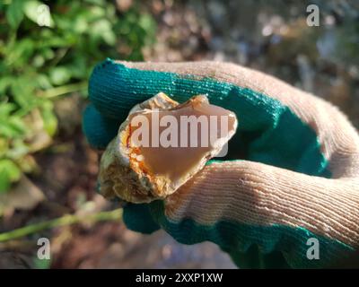 Trovato frammento di calcedonia minerale bluastro in mano, foto del campo. Regione di Kaluga, Russia Foto Stock