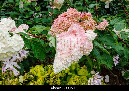Fiori cremosi da bianchi a rosa di Hydrangea paniculata (ortensia paniculata) Vanille Fraise 'Renhy', RHS Garden, Wisley, Surrey, se Inghilterra in estate Foto Stock