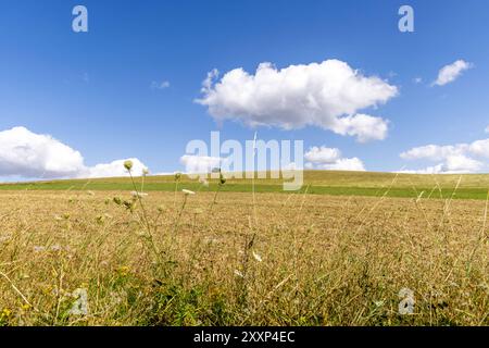 Freundliches Spätsommerwetter die Sonne scheint bei blauem Himmel und einigen Wolken auf die Landschaft bei Wehrheim., Wehrheim Hessen Deutschland *** clima favorevole a fine estate il sole splende sul paesaggio vicino a Wehrheim , Wehrheim Hessen Germania con un cielo blu e poche nuvole Foto Stock