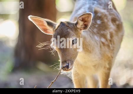 Capriolo europeo (Dama dama), ritratto, in una foresta, Baviera, Germania, Europa Foto Stock
