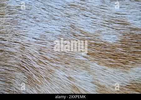 Pelliccia di cervo greggio europeo (Dama dama), particolare, in una foresta, Baviera, Germania, Europa Foto Stock