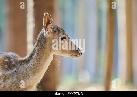 Capriolo europeo (Dama dama), ritratto, in una foresta, Baviera, Germania, Europa Foto Stock