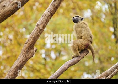 Babbuino della Guinea (Papio papio) seduto su un tronco d'albero, Baviera, Germania Europa Foto Stock