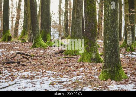 Tronchi di quercia Pedunculate (Quercus robur) in inverno, foresta, Horna Suca, Slovacchia, Europa Foto Stock