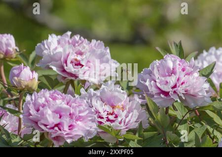 Grande peonia rossa con foglie e sfondo colorato sfocato Foto Stock