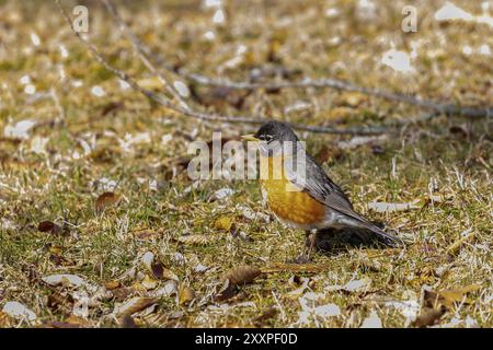 robin americano in cerca di cibo per giovani nel prato Foto Stock