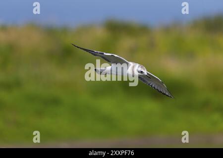 Nature scene from lake Michigan Foto Stock
