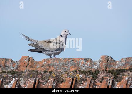 Il piccione di legno cammina sopra una cresta del tetto di fronte a un cielo blu Foto Stock