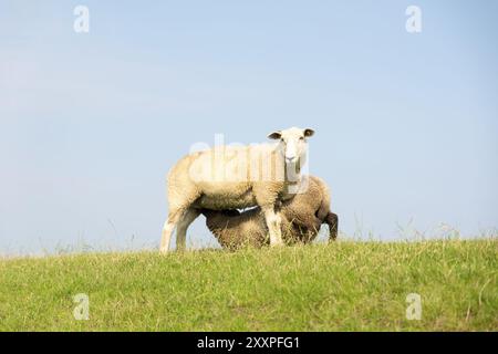 Succhiare giovani pecore su una cresta di diga con erba verde contro un cielo blu Foto Stock