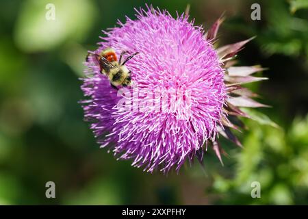 Bumblebee che raccoglie polline dal cardo Foto Stock