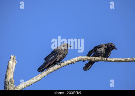 Il corvo americano (Corvus brachyrhynchos) seduto su un albero Foto Stock