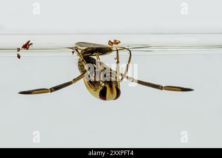 Vista frontale di una nuotatrice dorsale Notonecta glauca sulla superficie dell'acqua Foto Stock