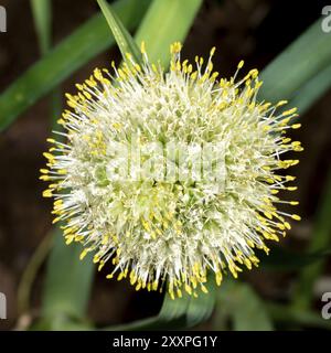 Primo piano di una cipolla rotonda in fiore con gocce di rugiada e insetti Foto Stock