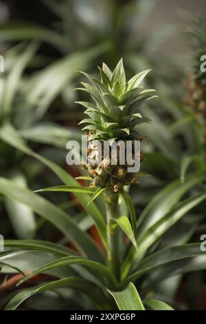 Piccolo ananas che cresce su una pianta Foto Stock