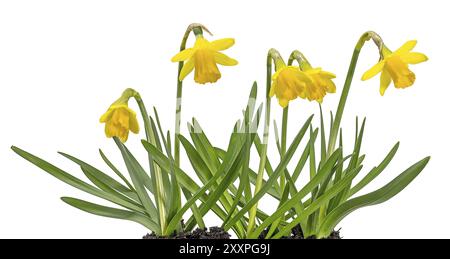 Piccoli narcisi gialli in fiore in una pentola di piante tagliata su bianco Foto Stock