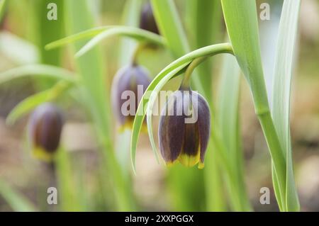 Chess Flower 04 Foto Stock