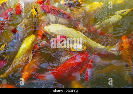 Pila di fantasia o di carpe koi pesci in laghetto Foto Stock