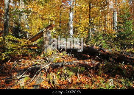 Il Kleine OHE nella foresta bavarese, in autunno. Deadwood su Lusen, nella foresta bavarese Foto Stock