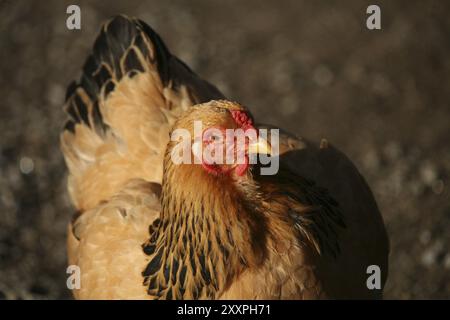 Addio al nubilato Foto Stock