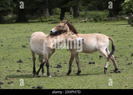 Cavalli di Przewalski Foto Stock