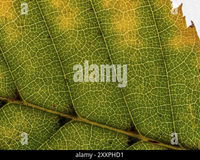 Parte inferiore di una foglia autunnale traslucida in vari colori. Con vene a foglia e cellule a foglia Foto Stock