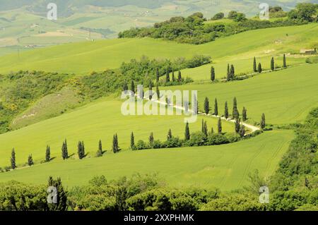 Cypress Bends, Cypress Bend 07 Foto Stock