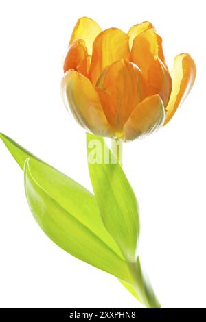 Arancione e il tulipano giallo Foto Stock