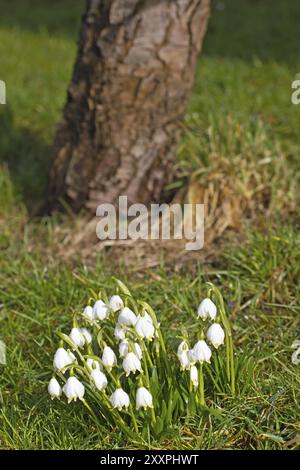 Fiocchi di neve primaverili nel giardino Foto Stock