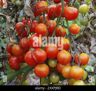 Piaga di pomodoro, piaga tardiva di pomodoro 02 Foto Stock