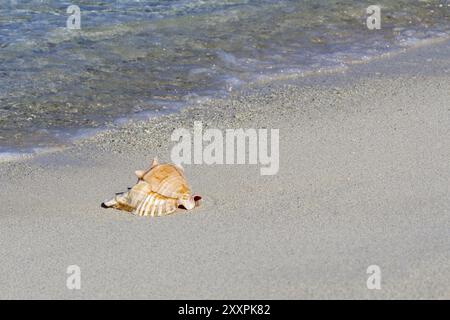 Lumaca di mare sulla spiaggia Foto Stock