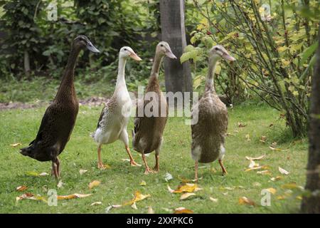 Anatre del corridore Foto Stock