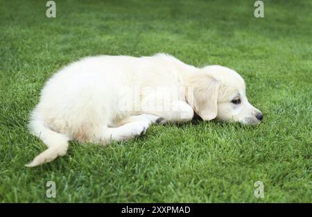 Golden retiever labrador cucciolo sull'erba verde Foto Stock