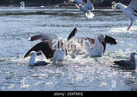 Gabbiani marini che combattono a piedi in mare Foto Stock