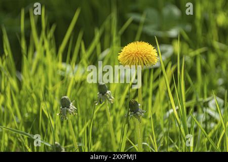 Un piede di coltsfoot solitario, Tussilago fara, in un campo erboso Foto Stock