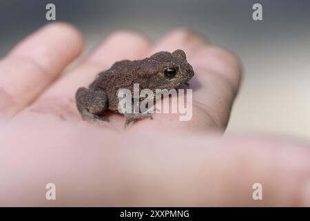 Piccolo rospo marrone che riposa in una mano dei bambini Foto Stock