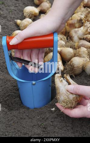 Piantare cipolle, piantare bulbi 24 Foto Stock