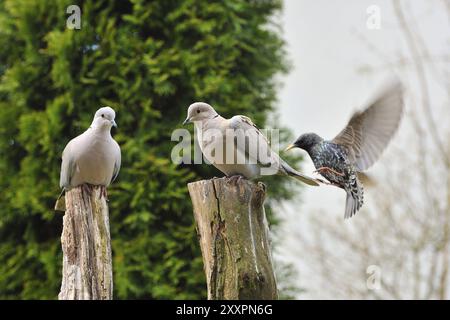 Streptopelia decaocto Foto Stock