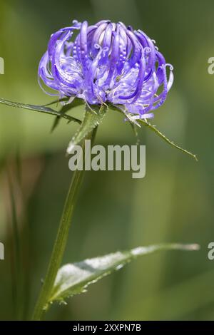 R,a testa tonda (Phyteuma orbiculare) Foto Stock