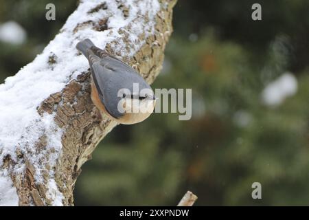 Nuthatch in inverno. Il nuthatch eurasiatico per mangiare in inverno Foto Stock