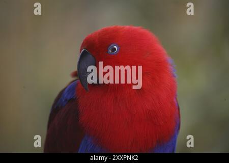 Eclectus roratus (femmina), il maschio è di colore completamente diverso (verde con fianchi rossi e becco superiore giallo). A causa di questi colori diversi Foto Stock