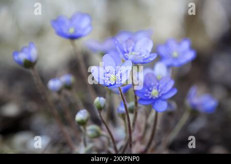 Liverwort (Hepatica nobilis), close-up Foto Stock