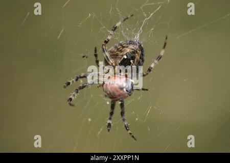 Crociera a ragno con ladybird catturato Foto Stock