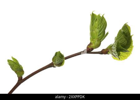 Piccolo ramo di un tiglio con gemme, tagliato Foto Stock