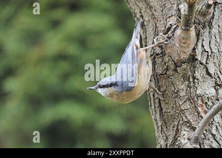 Sbornia di nuthatch eurasiatica su un albero. Nuthatch su un tronco d'albero Foto Stock