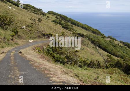 Piccola strada campestre dagli altopiani fino a Ribeiras, Pico Island, Azzorre, Portogallo, Europa Foto Stock